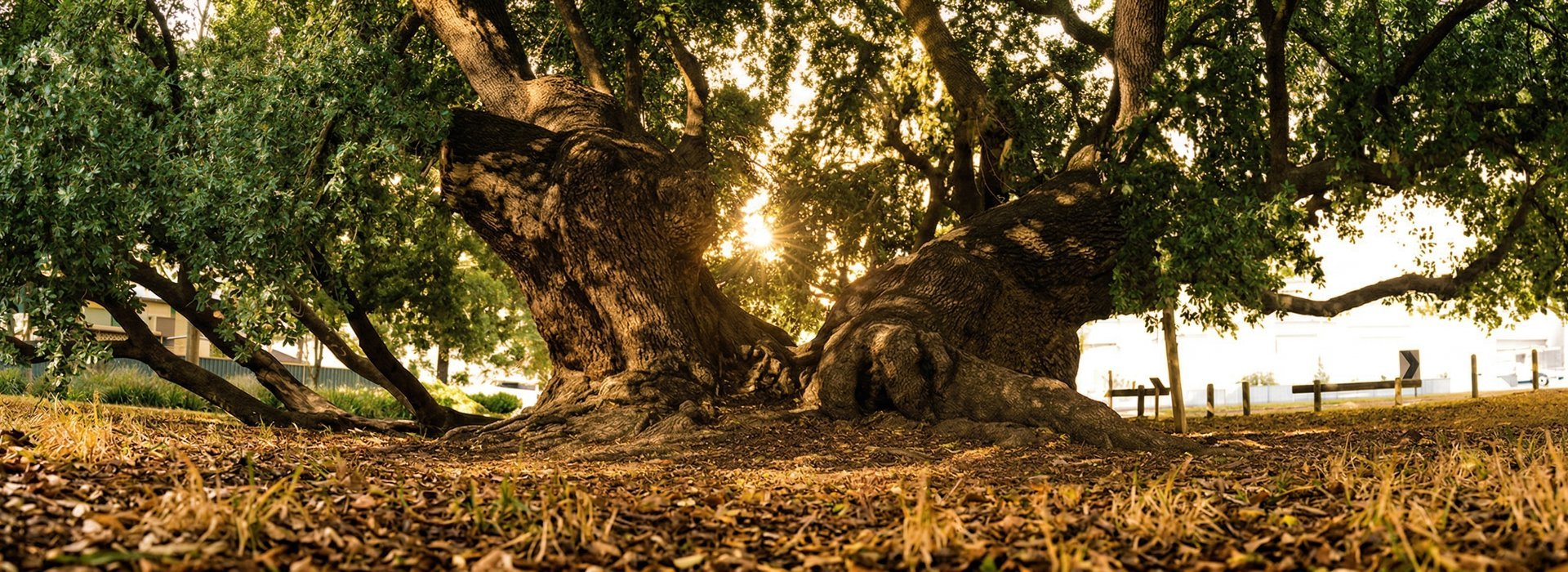 The Oakdene tree